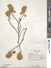 Fothergilla latifolia image