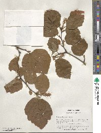 Fothergilla latifolia image