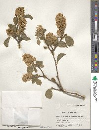 Fothergilla latifolia image