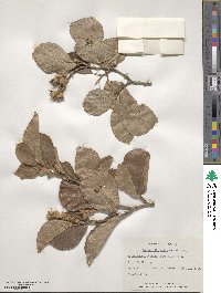 Fothergilla latifolia image