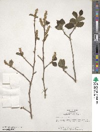 Fothergilla latifolia image