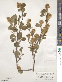 Fothergilla latifolia image