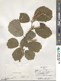 Fothergilla latifolia image