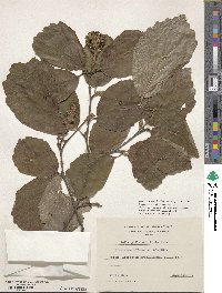 Fothergilla latifolia image