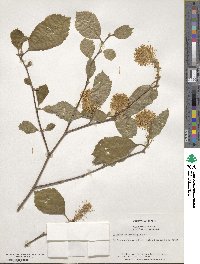 Fothergilla latifolia image