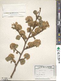 Fothergilla latifolia image