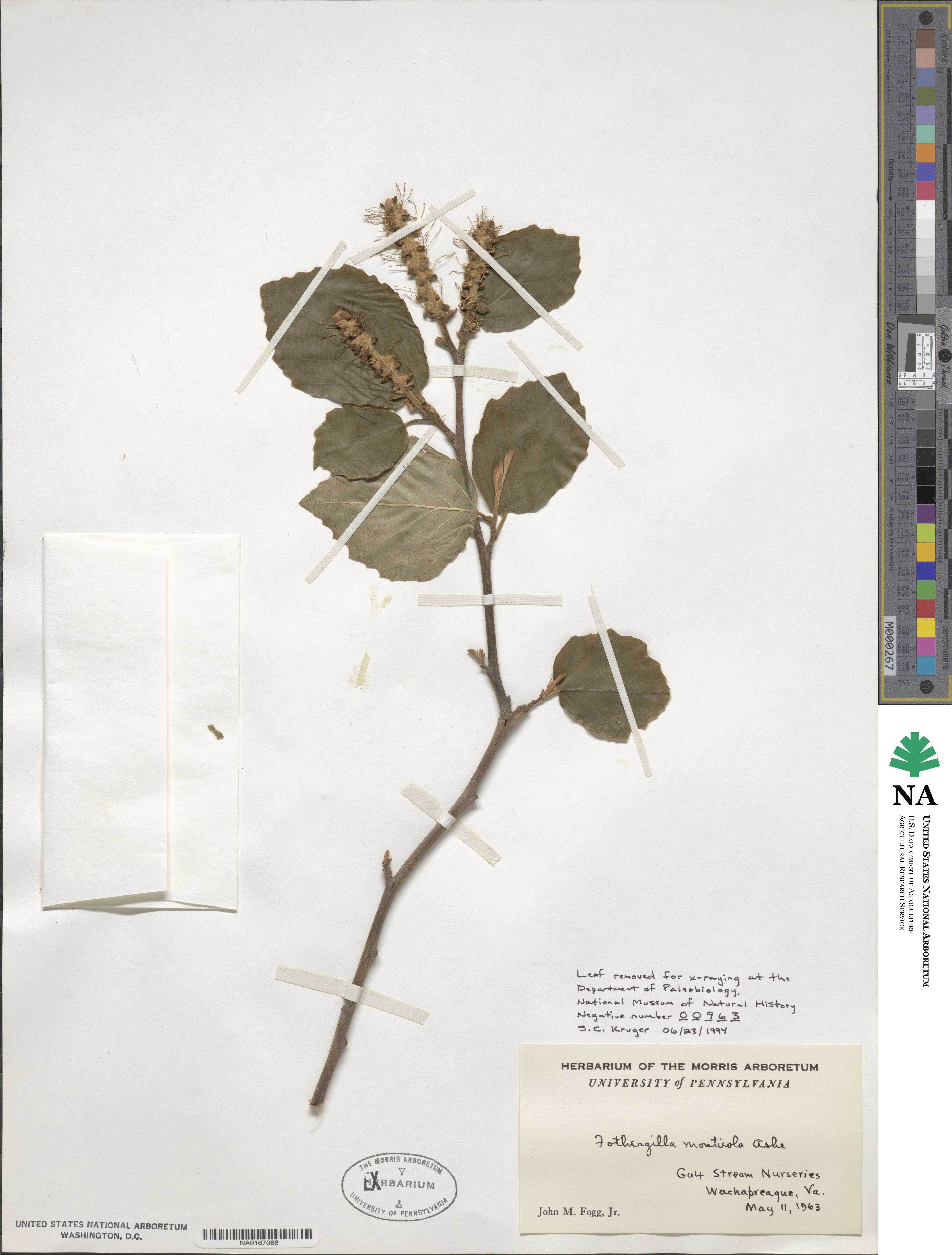 Fothergilla latifolia image