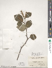 Fothergilla latifolia image