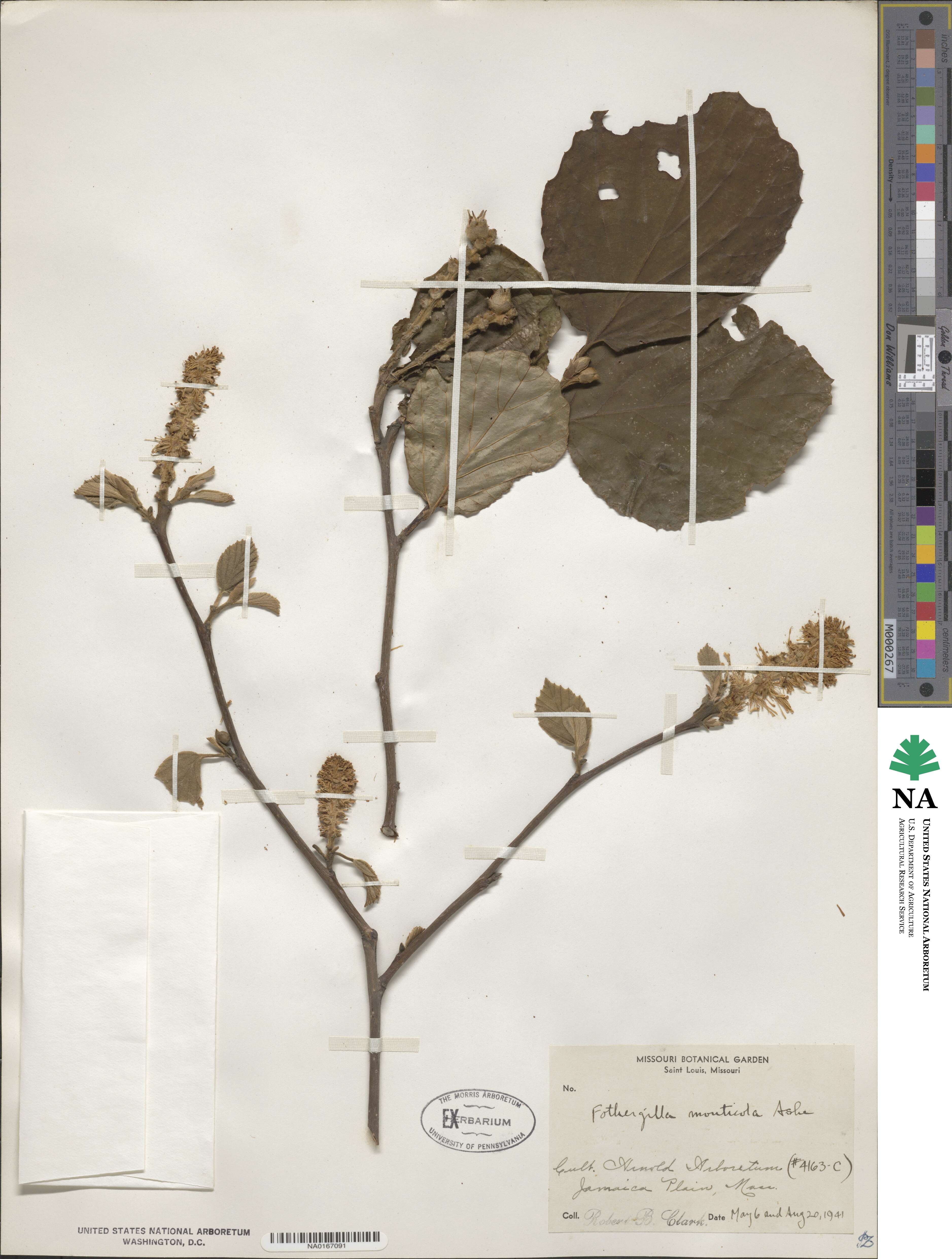 Fothergilla latifolia image