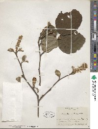 Fothergilla latifolia image