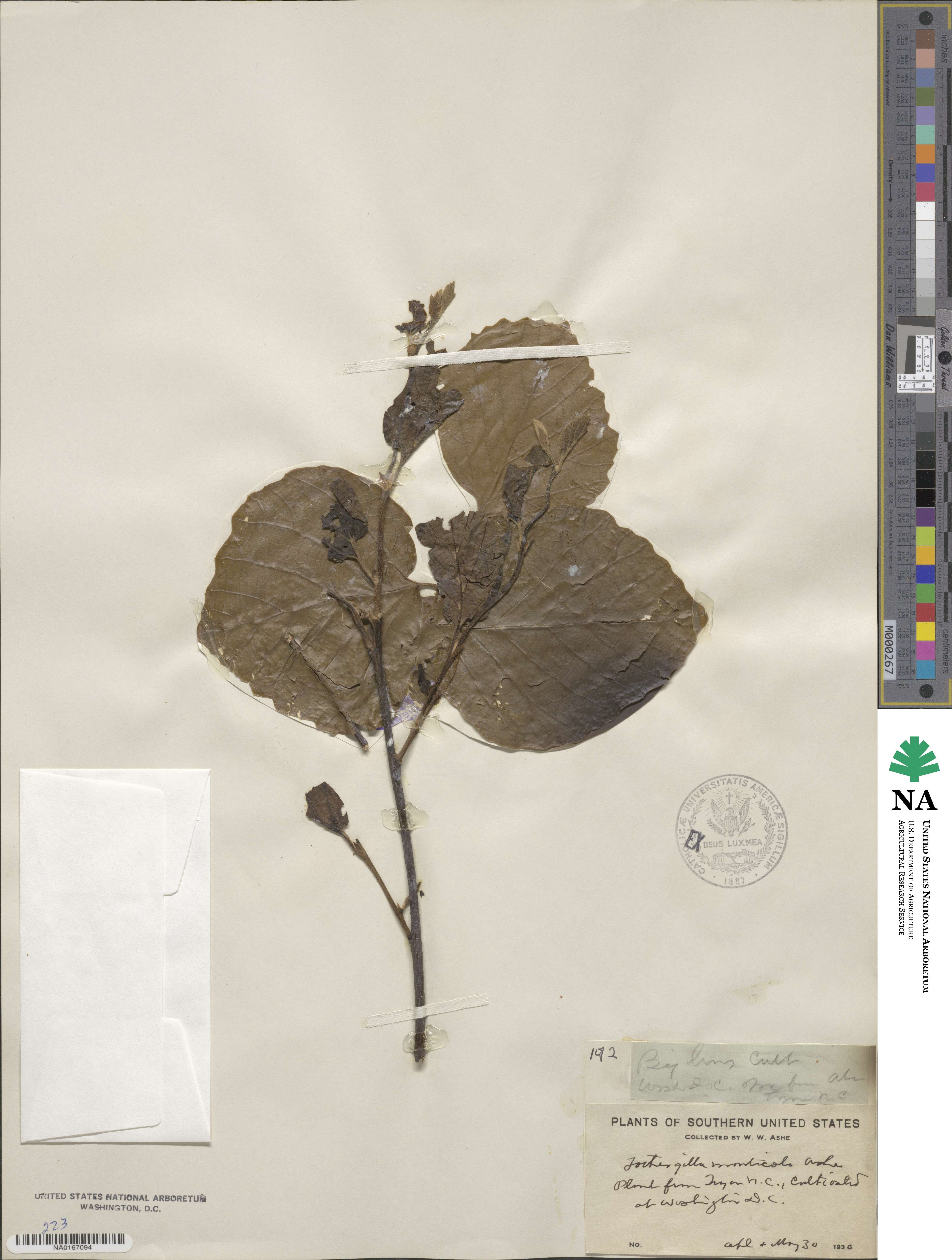 Fothergilla image