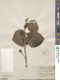 Fothergilla latifolia image