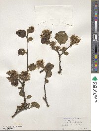 Fothergilla latifolia image