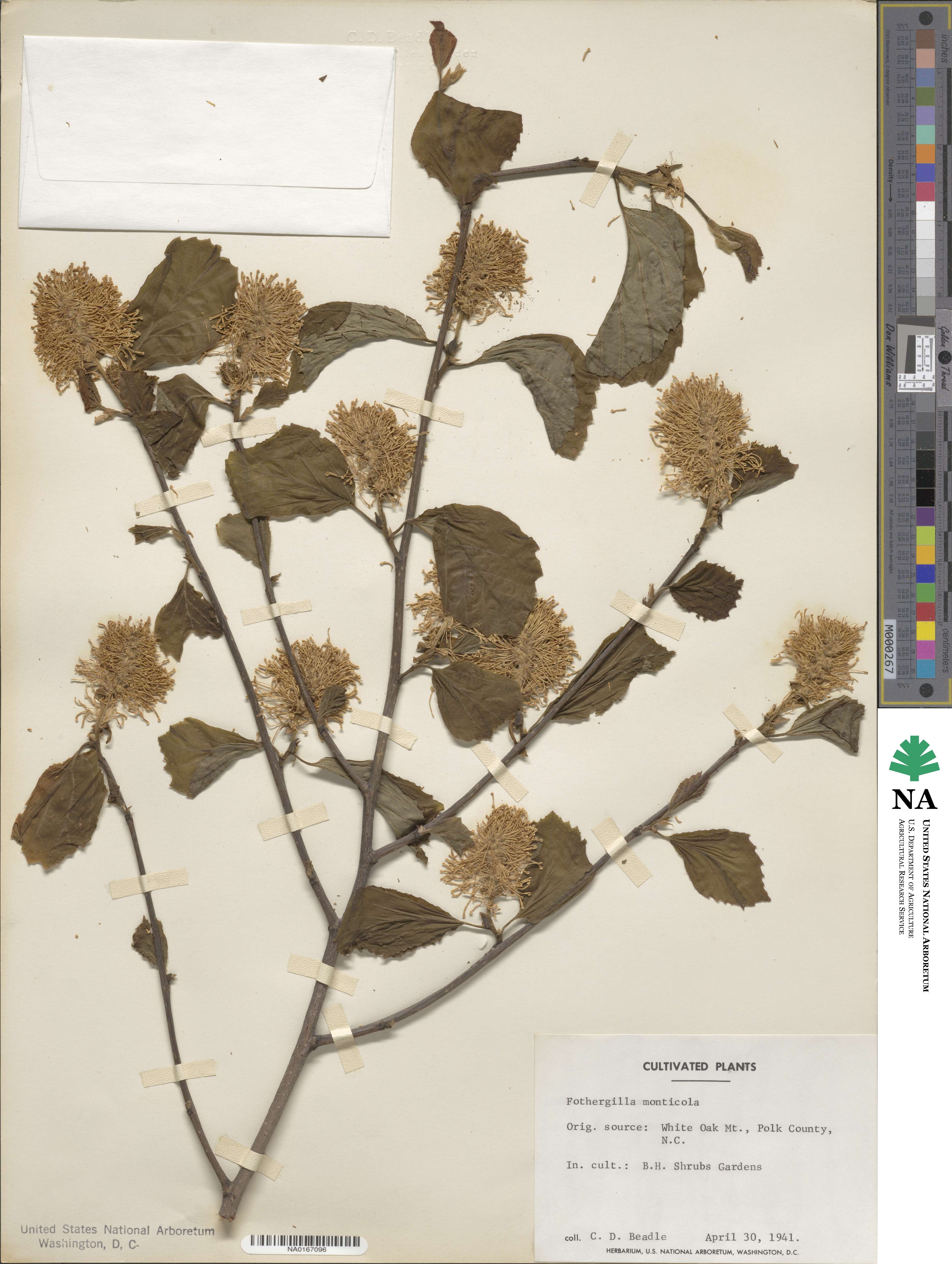 Fothergilla latifolia image