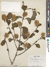 Fothergilla latifolia image