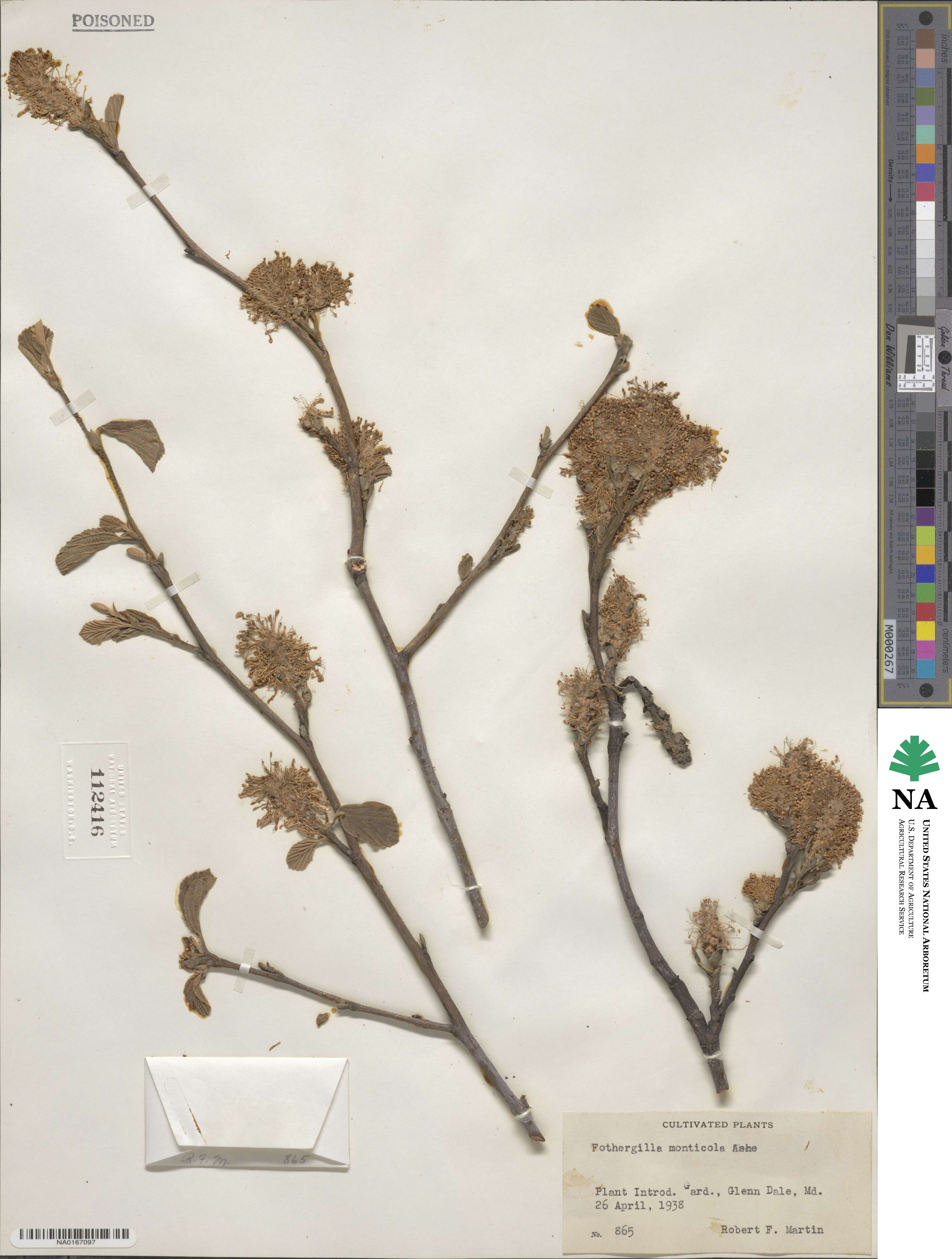 Fothergilla image