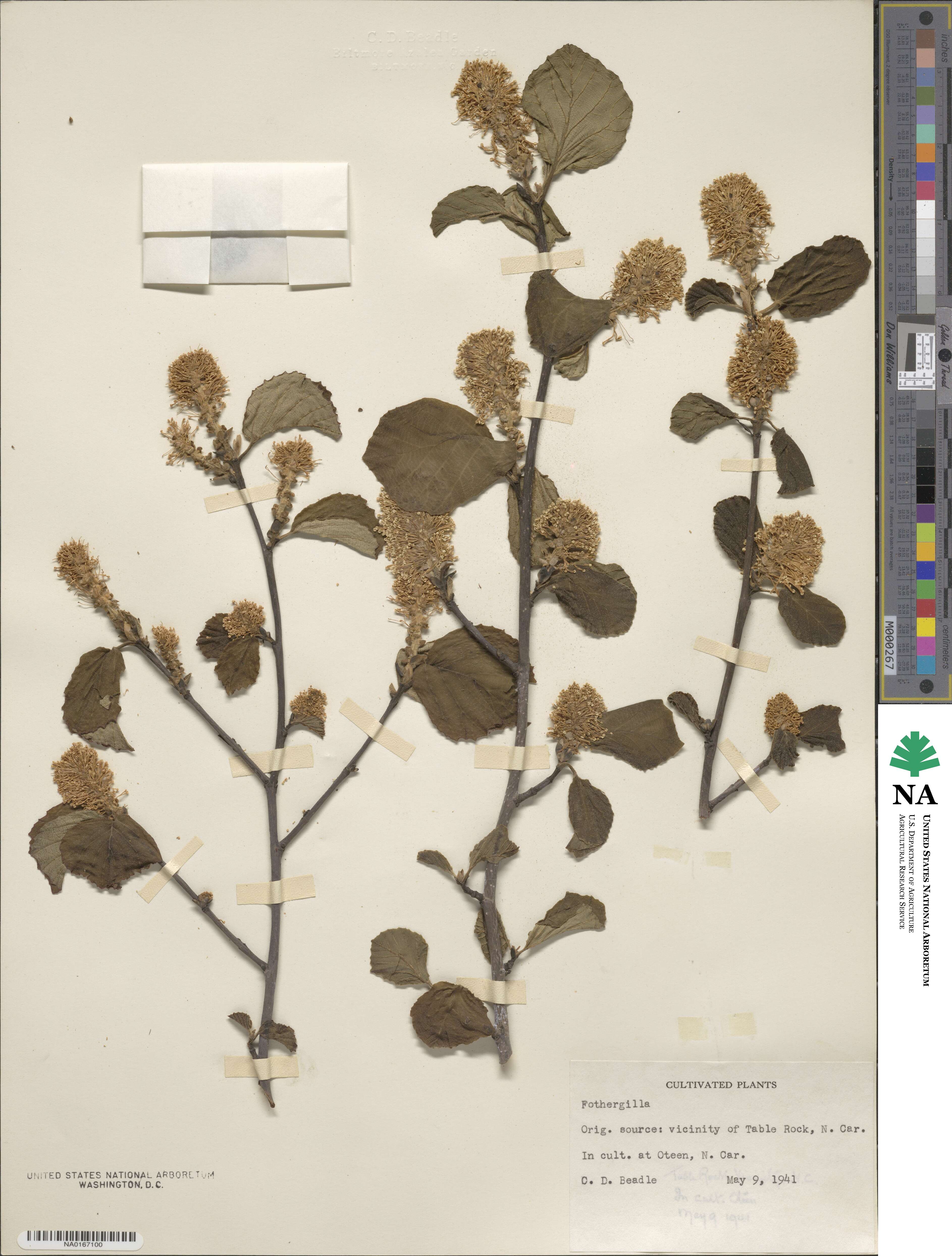 Fothergilla latifolia image