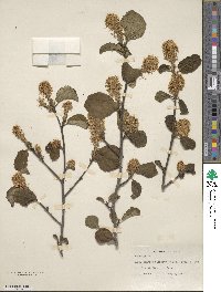 Fothergilla latifolia image