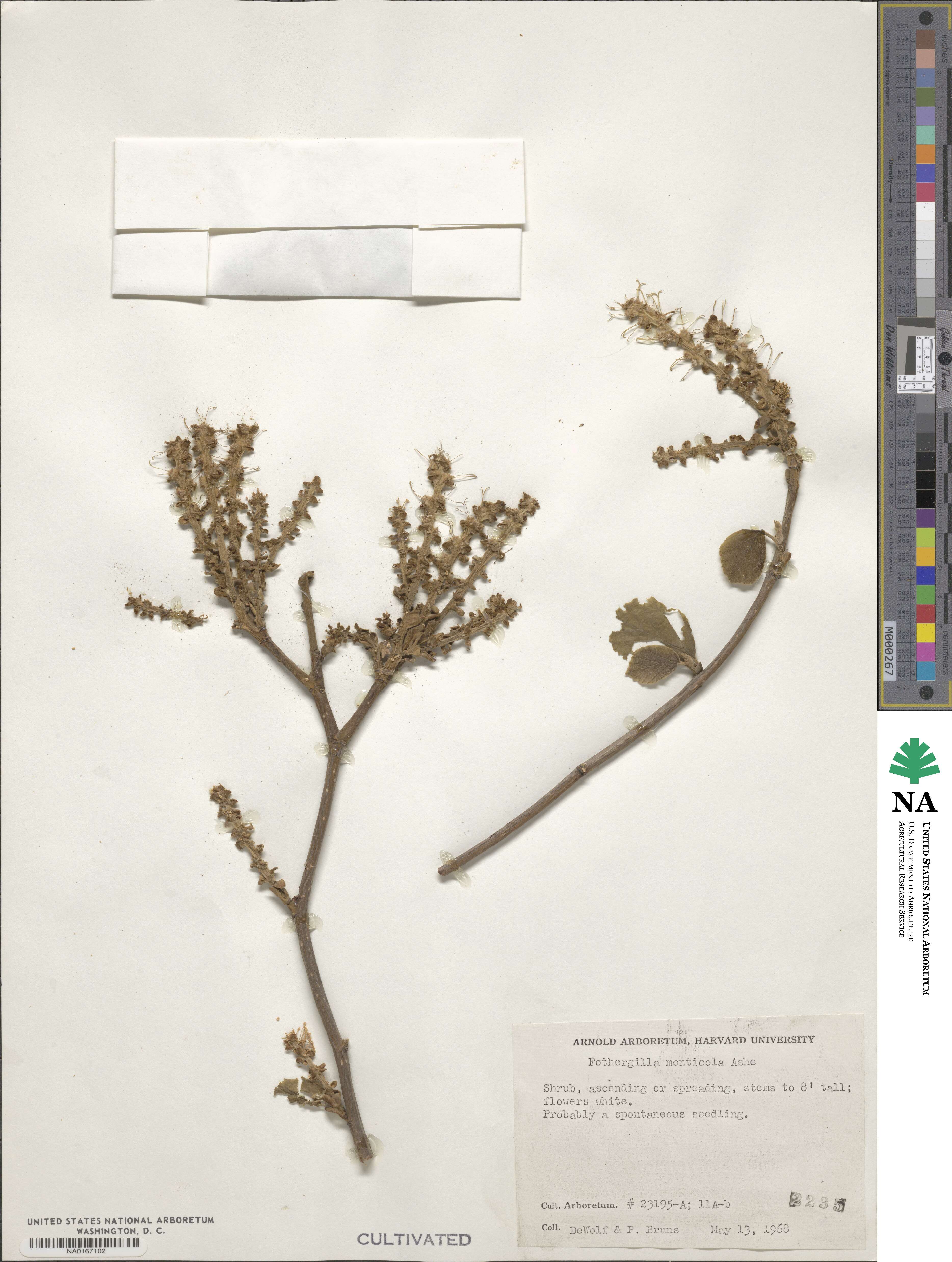 Fothergilla latifolia image