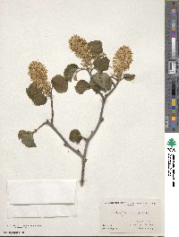 Fothergilla latifolia image