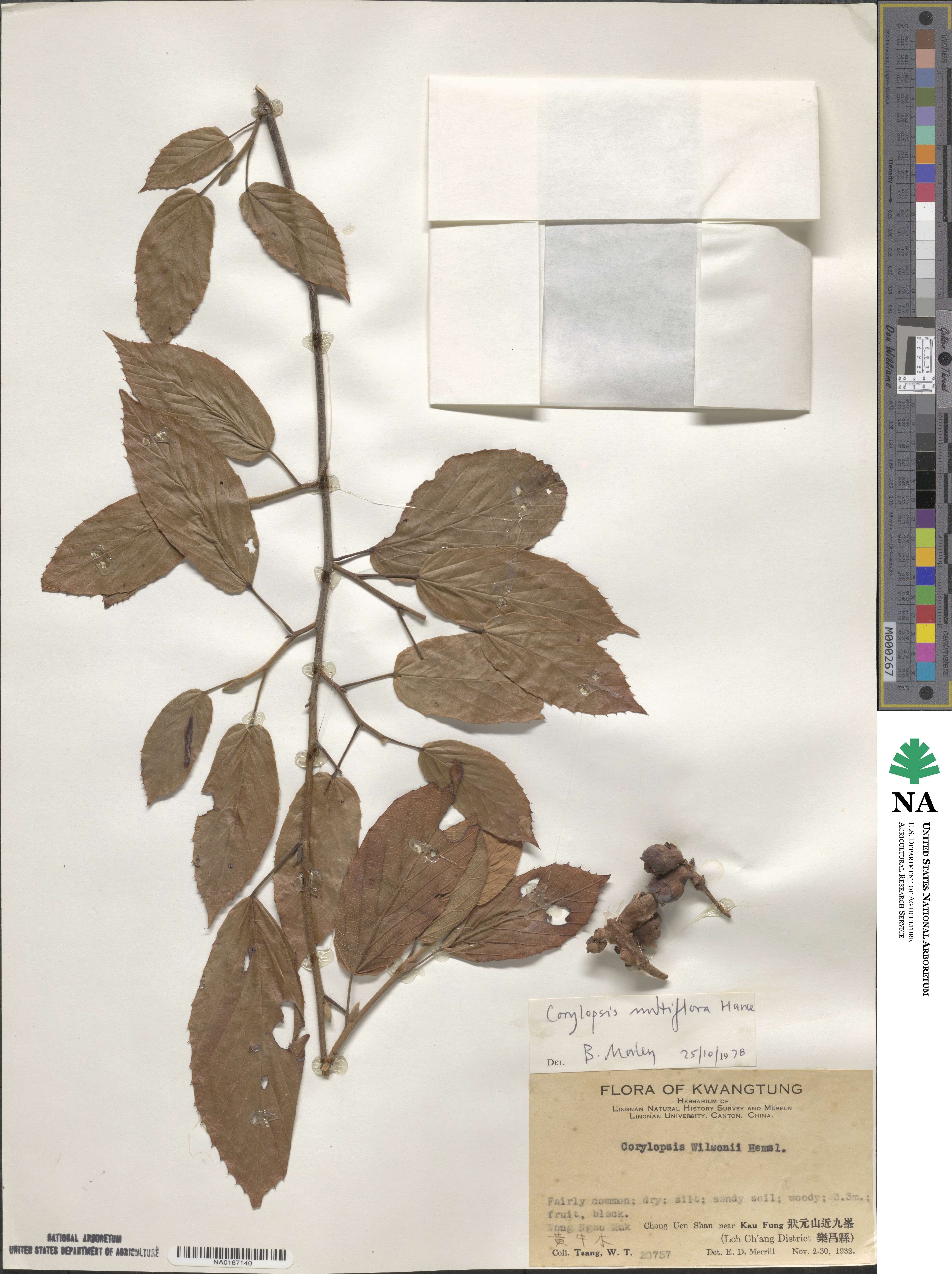 Corylopsis multiflora image