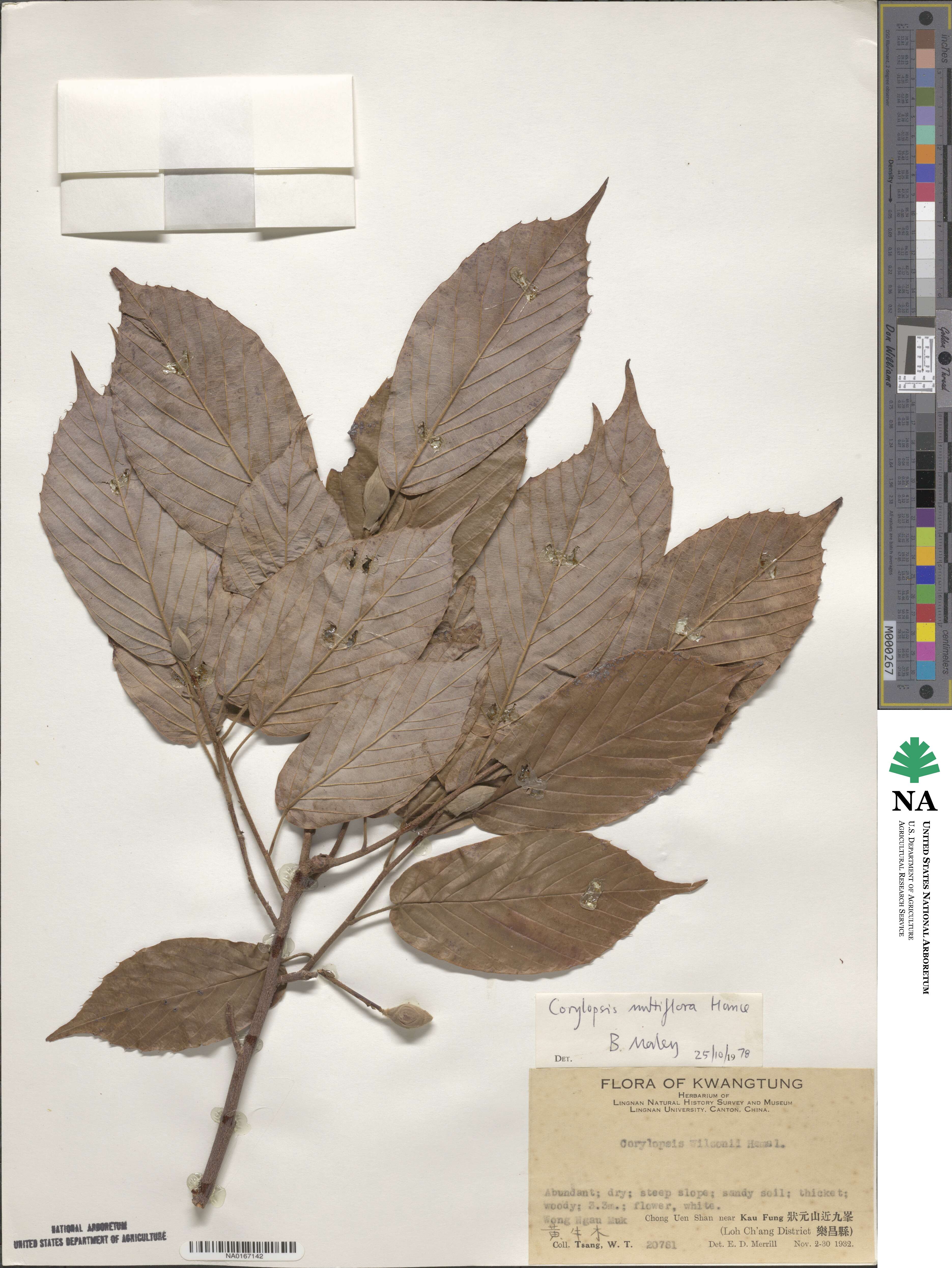 Corylopsis multiflora image