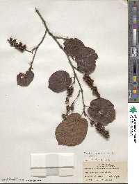 Corylopsis sinensis image