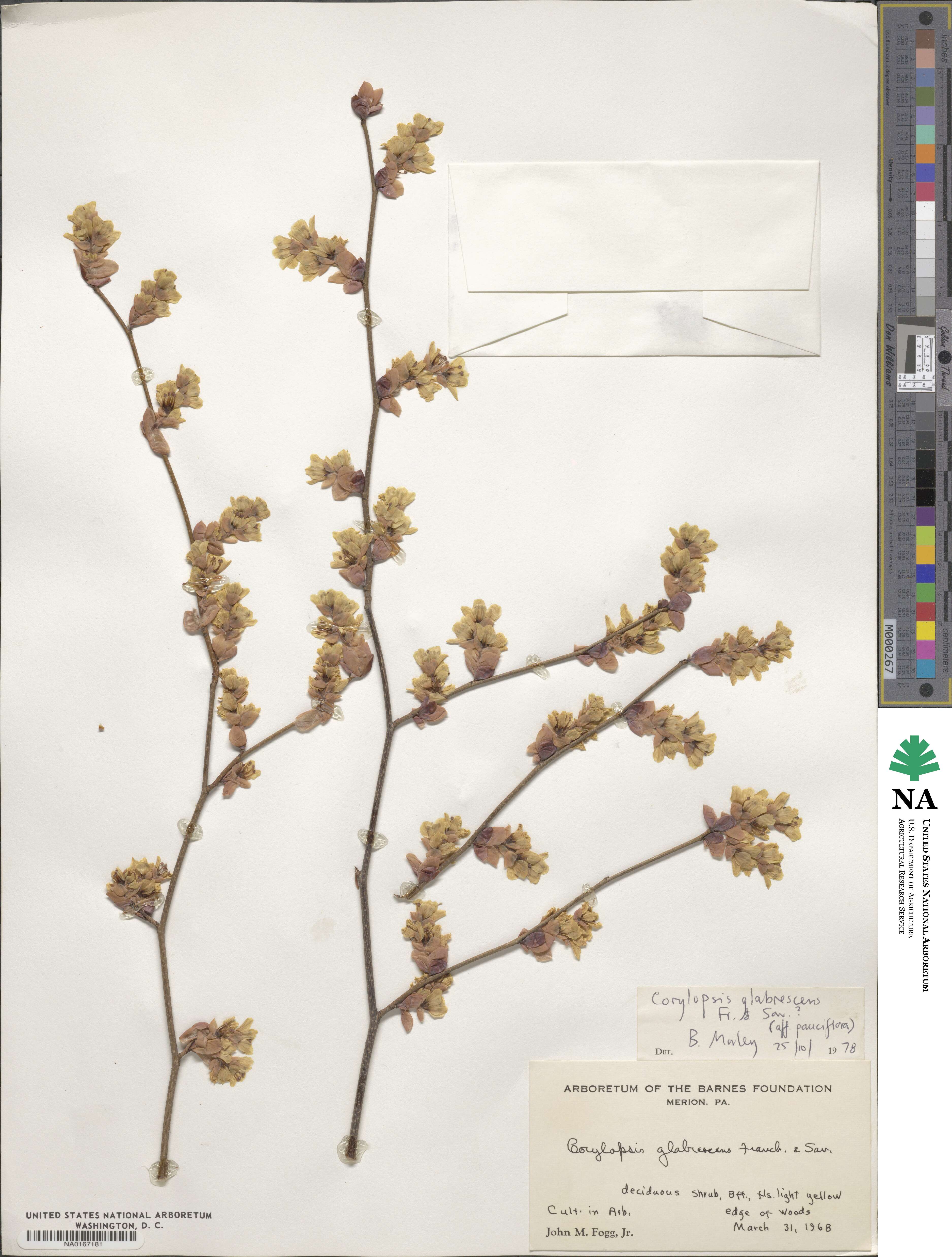 Corylopsis glabrescens image