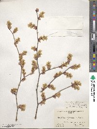 Corylopsis glabrescens image