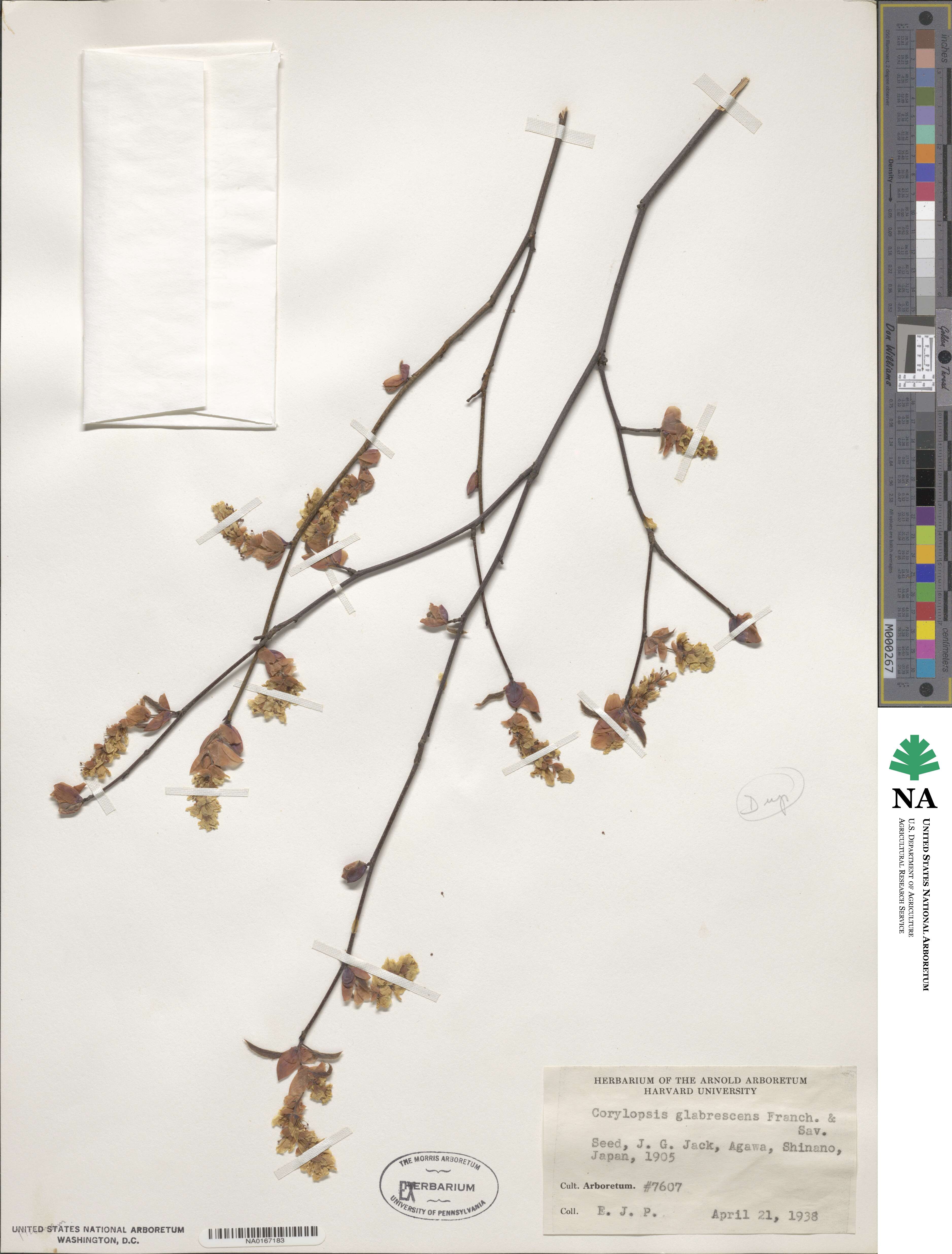 Corylopsis glabrescens image