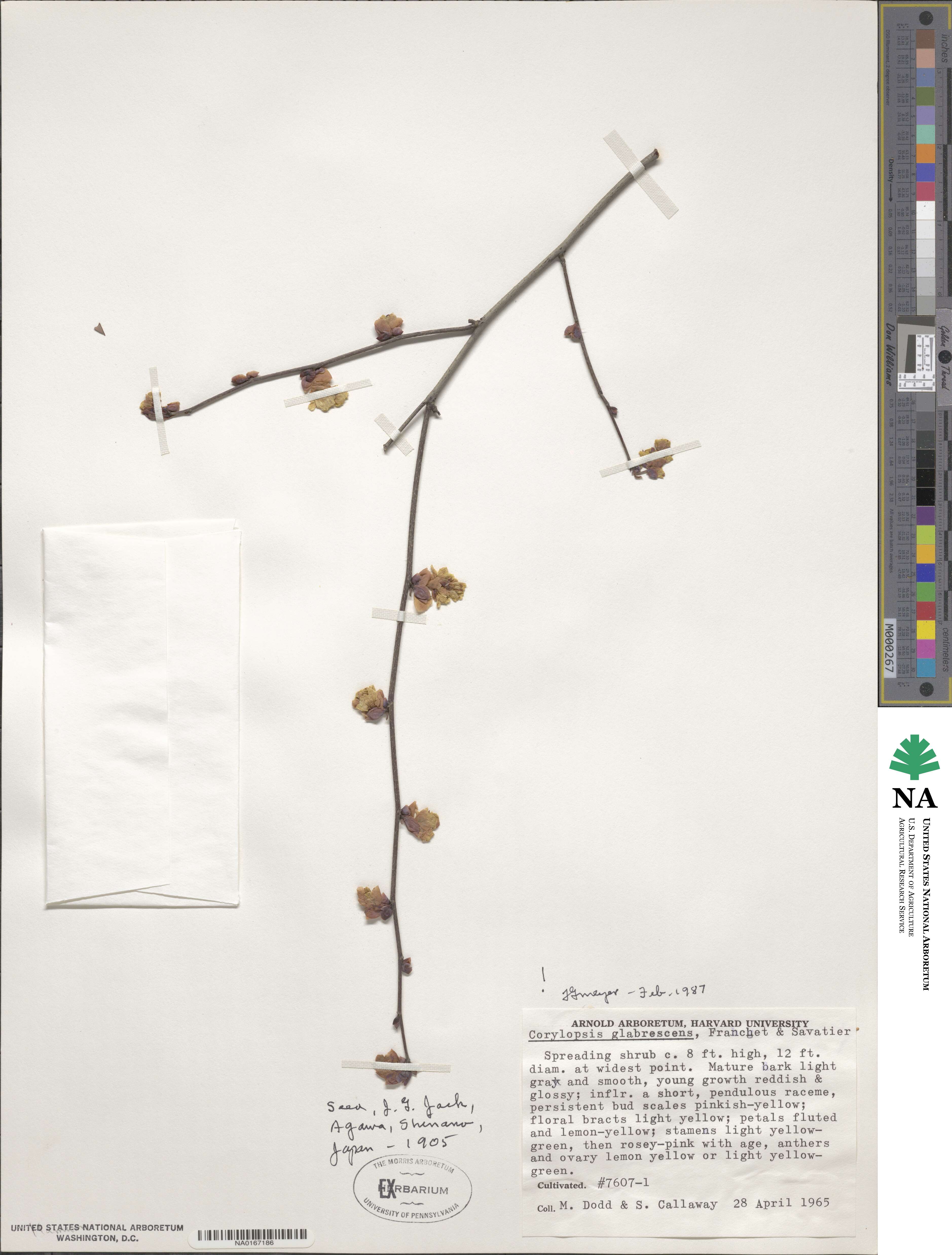 Corylopsis glabrescens image