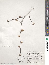 Corylopsis glabrescens image