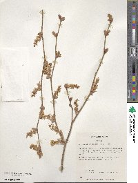 Corylopsis pauciflora image