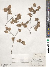 Corylopsis pauciflora image