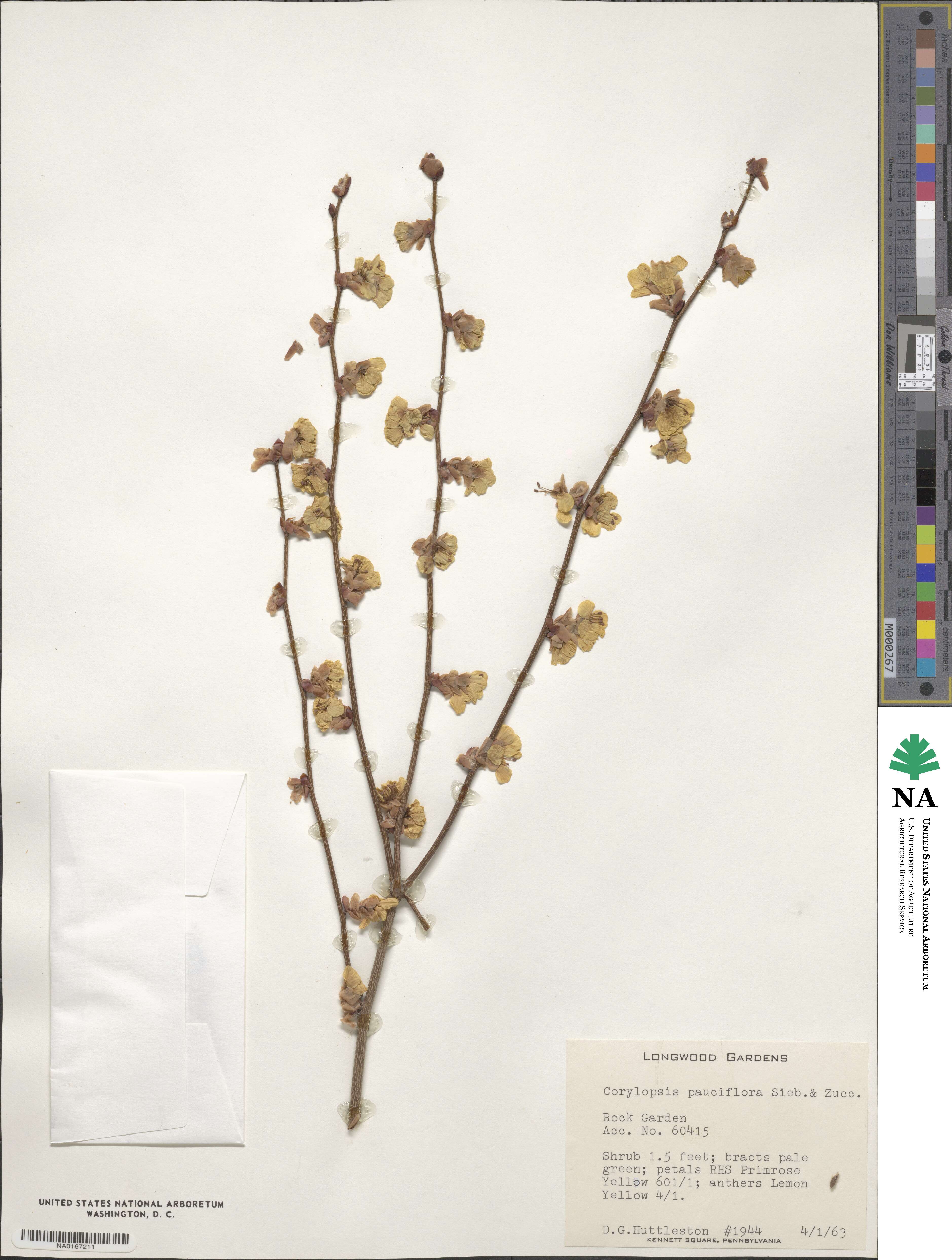 Corylopsis pauciflora image