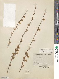 Corylopsis pauciflora image