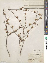 Corylopsis pauciflora image