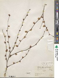 Corylopsis pauciflora image