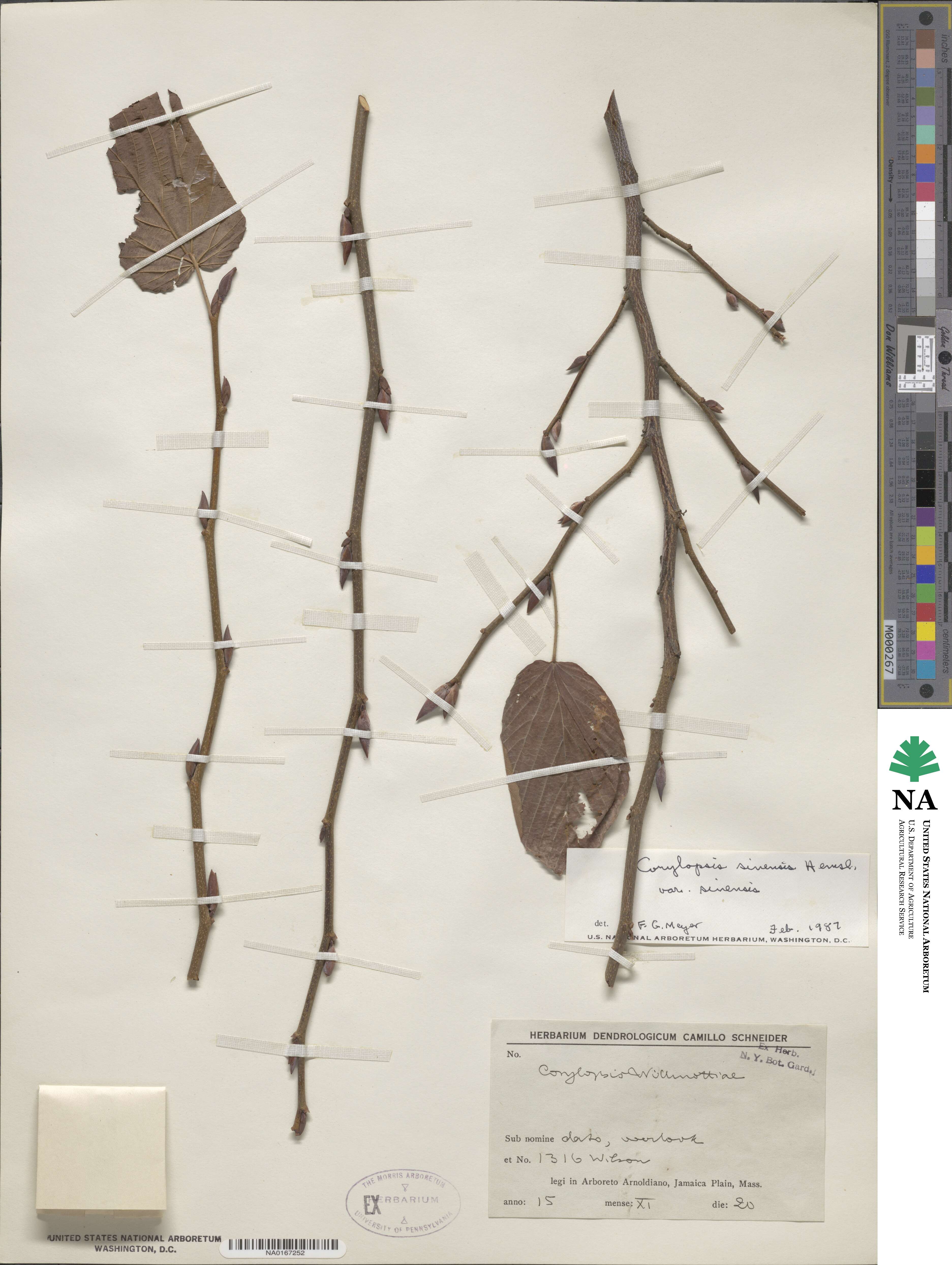 Corylopsis sinensis image