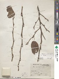 Corylopsis sinensis var. sinensis image