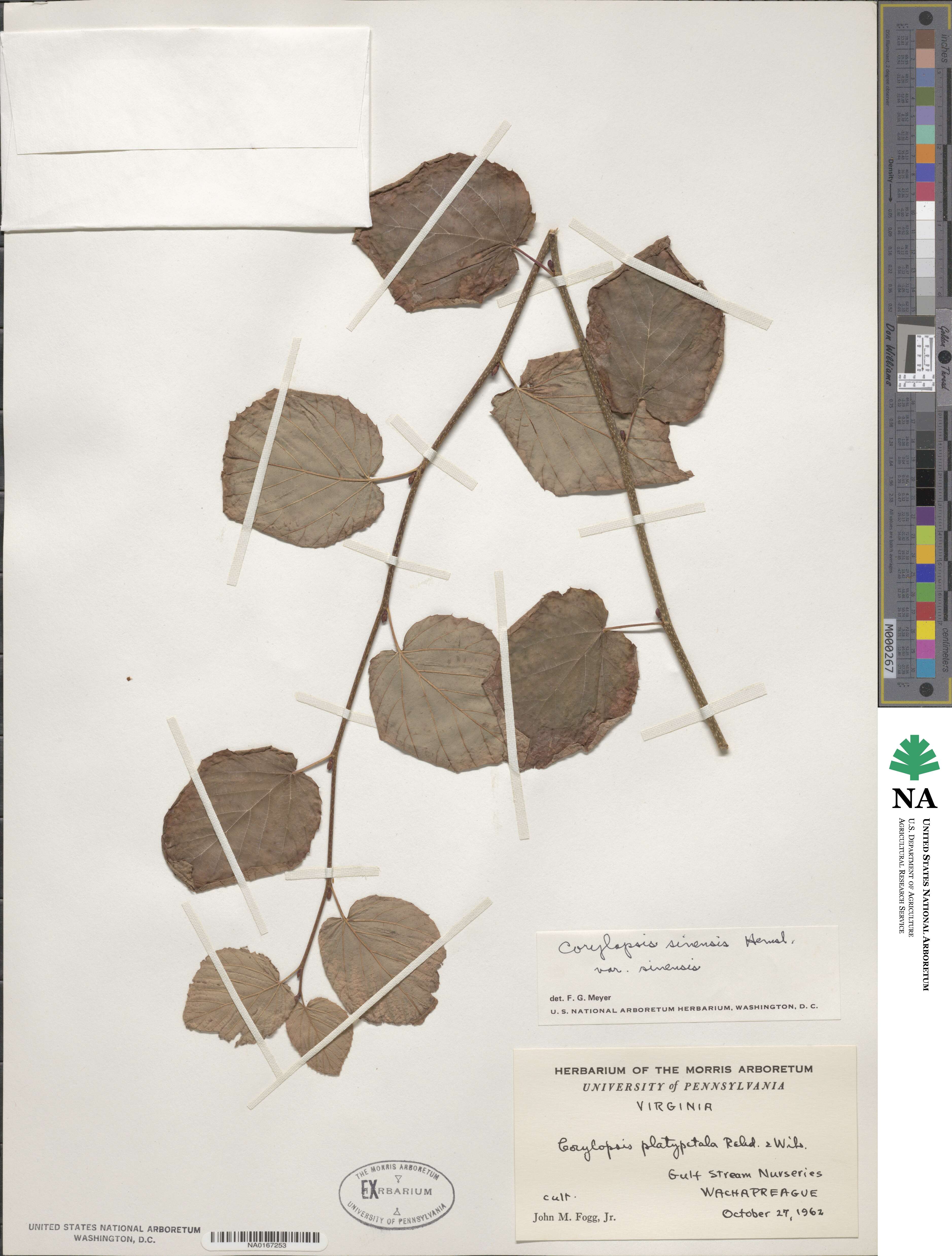 Corylopsis sinensis image