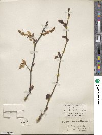 Corylopsis sinensis image