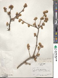 Corylopsis sinensis image