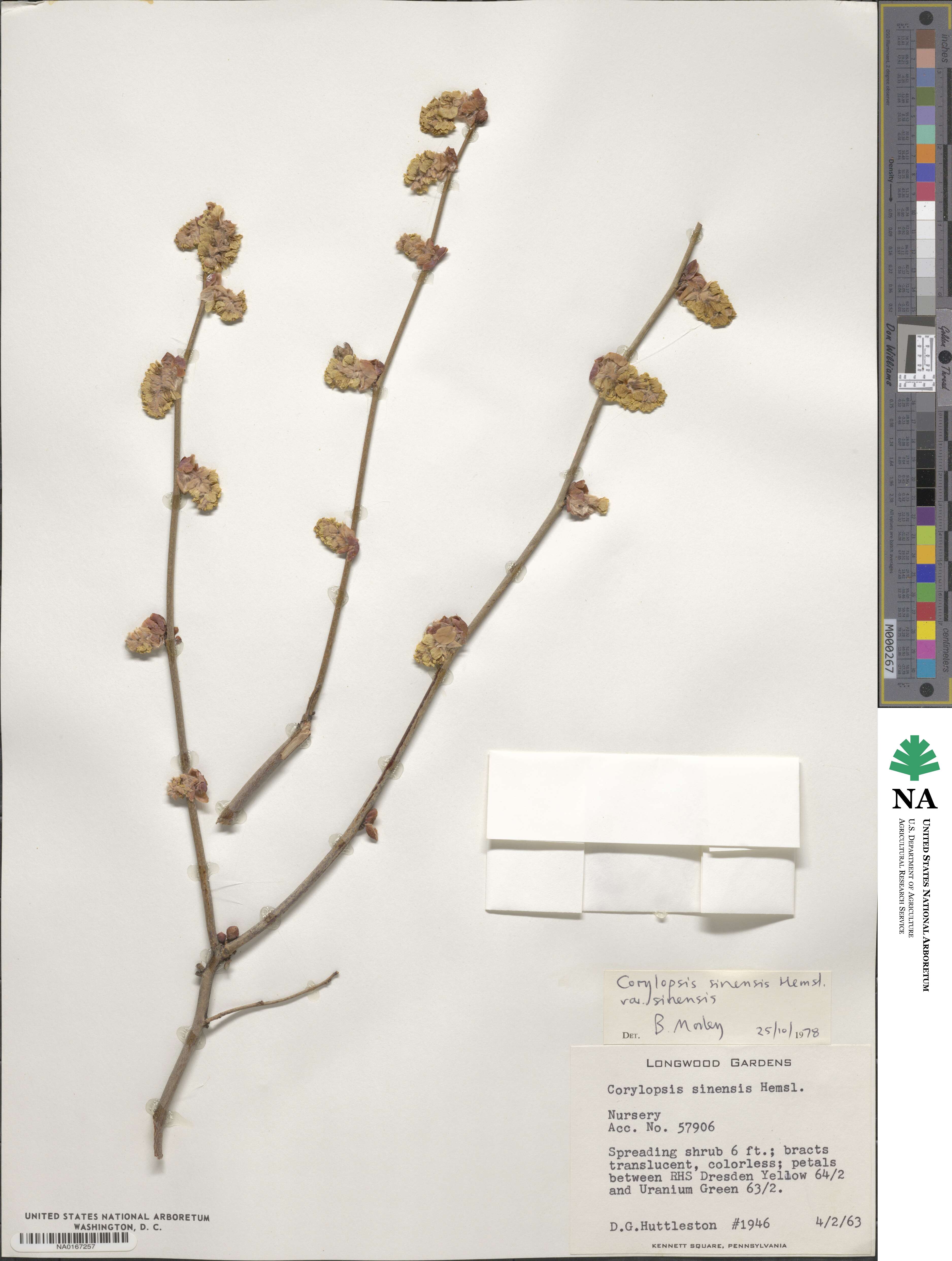 Corylopsis sinensis var. sinensis image