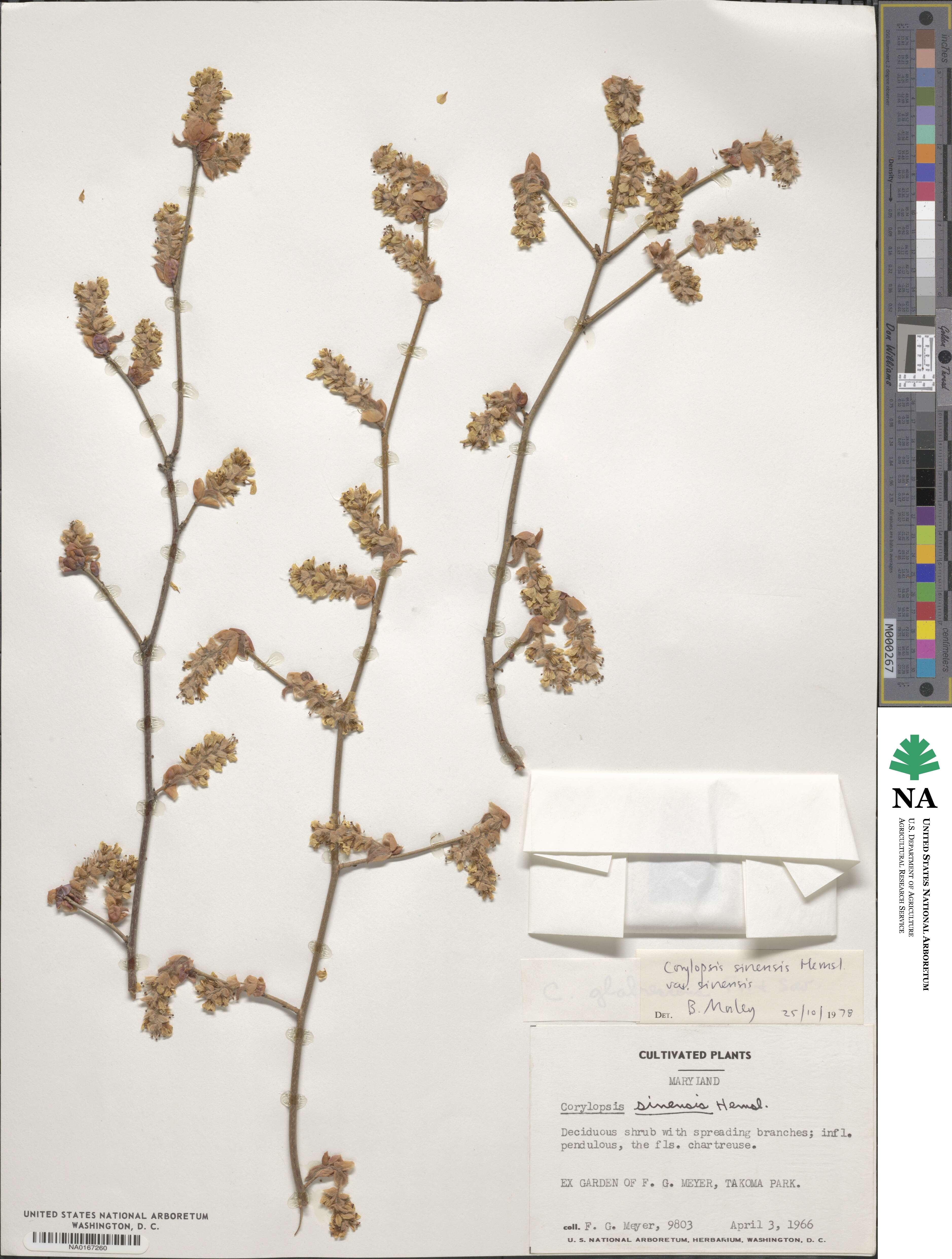 Corylopsis sinensis var. sinensis image
