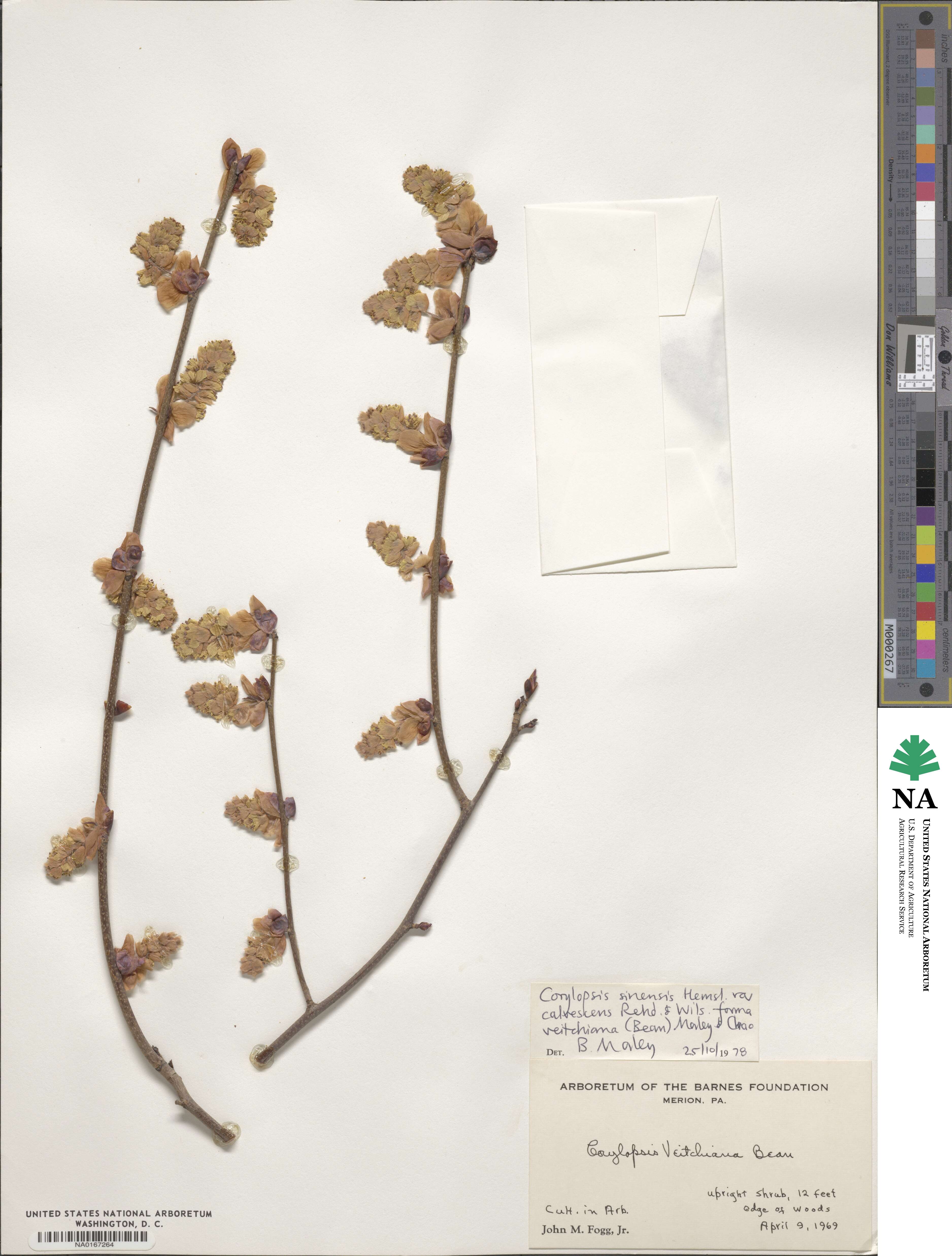 Corylopsis image