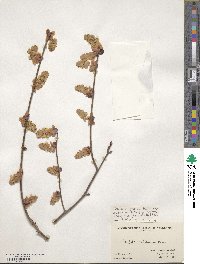 Corylopsis veitchiana image