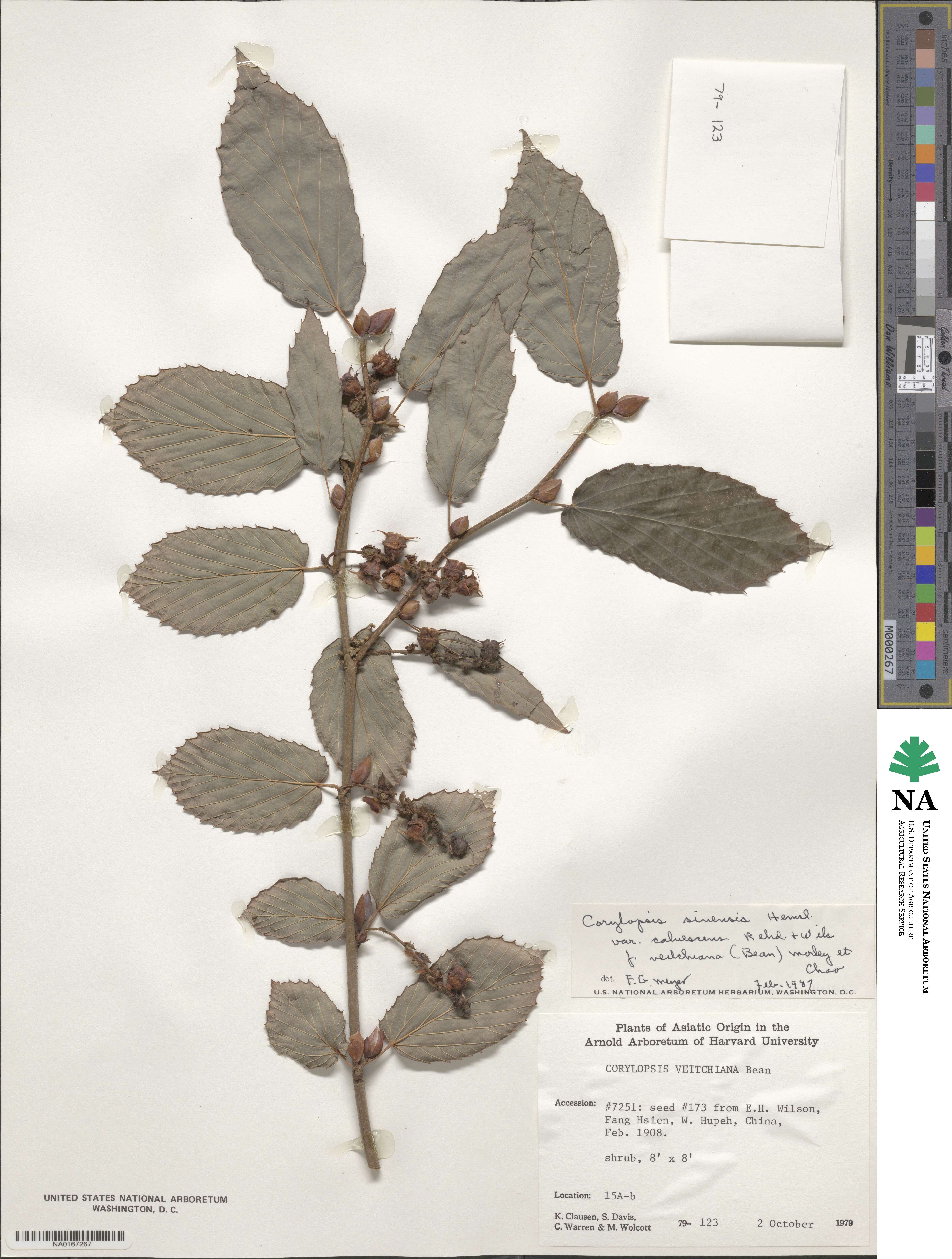Corylopsis veitchiana image