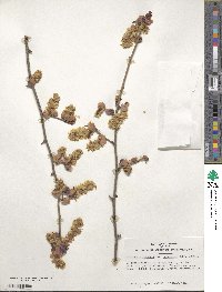 Corylopsis sinensis image