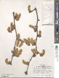 Corylopsis sinensis image